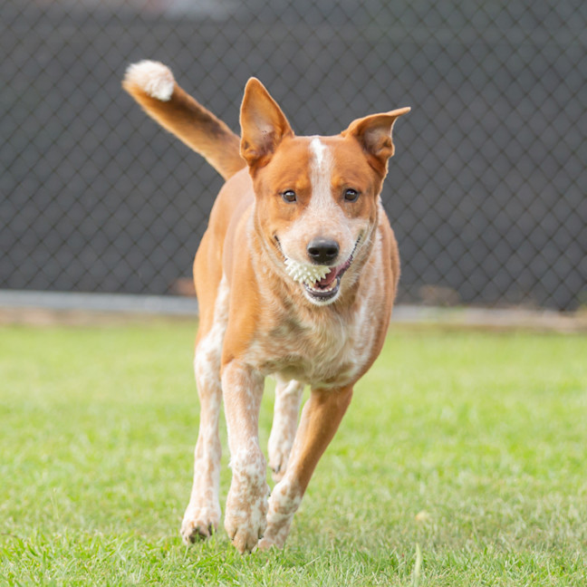 Photo of Rusty
