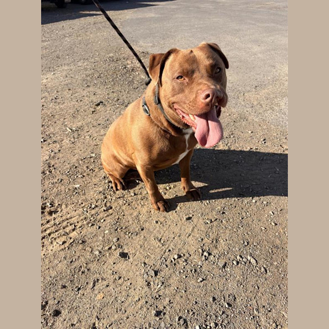 Photo of Digger 