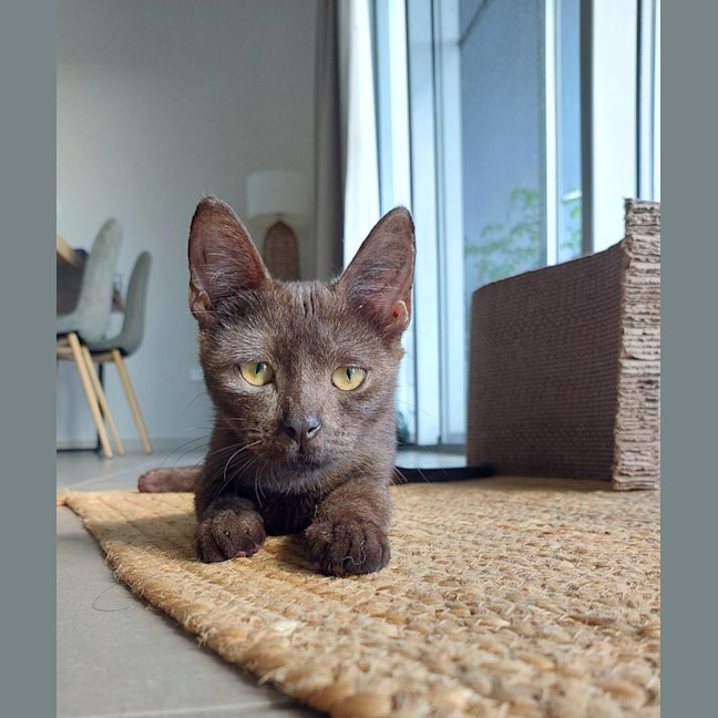 Photo of Wispa