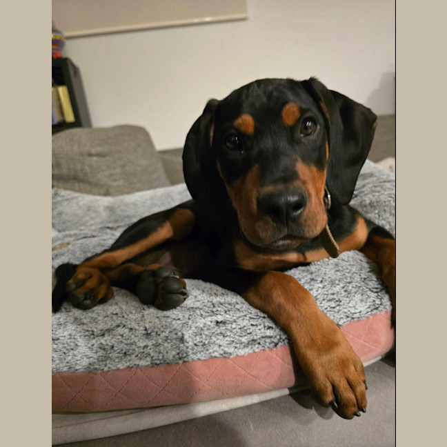 Photo of Zeke (Was Grayson) 