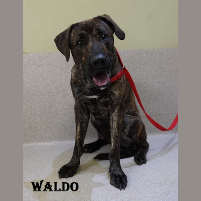 Photo of Waldo