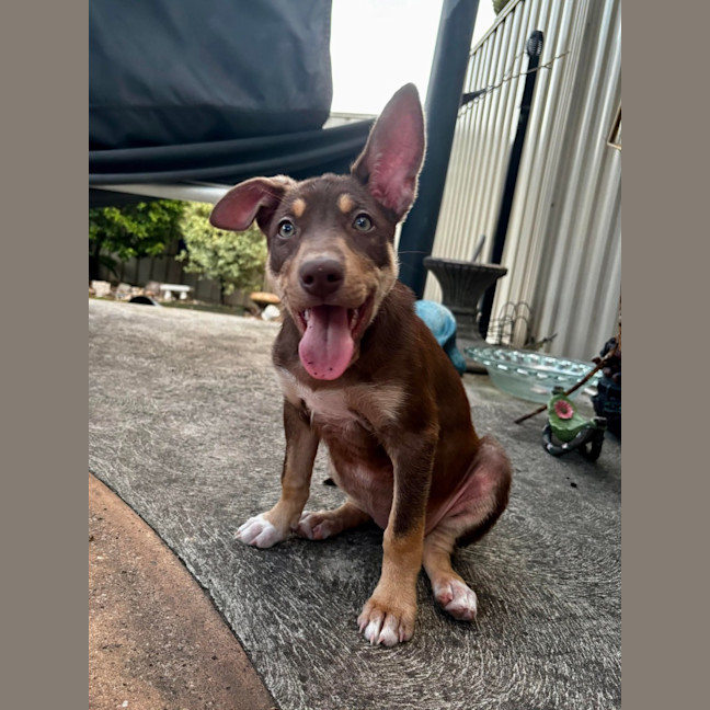Photo of Phoebe