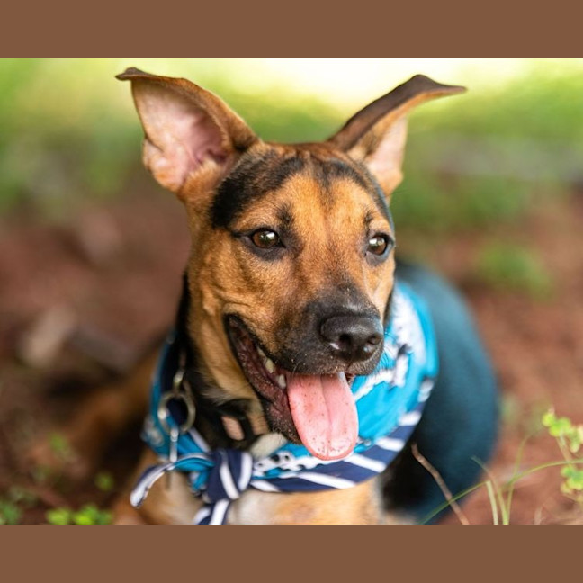 Photo of Gonzo