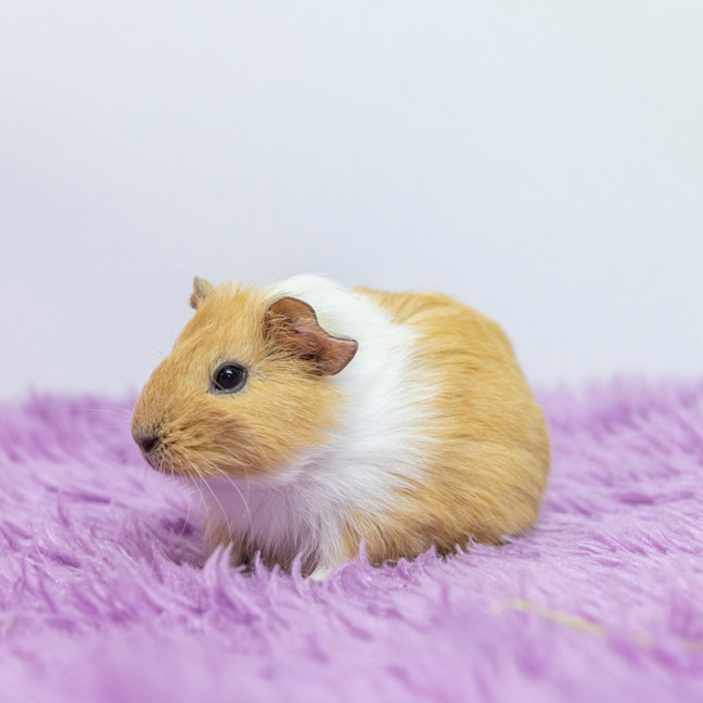 Photo of Sheridan Bucket