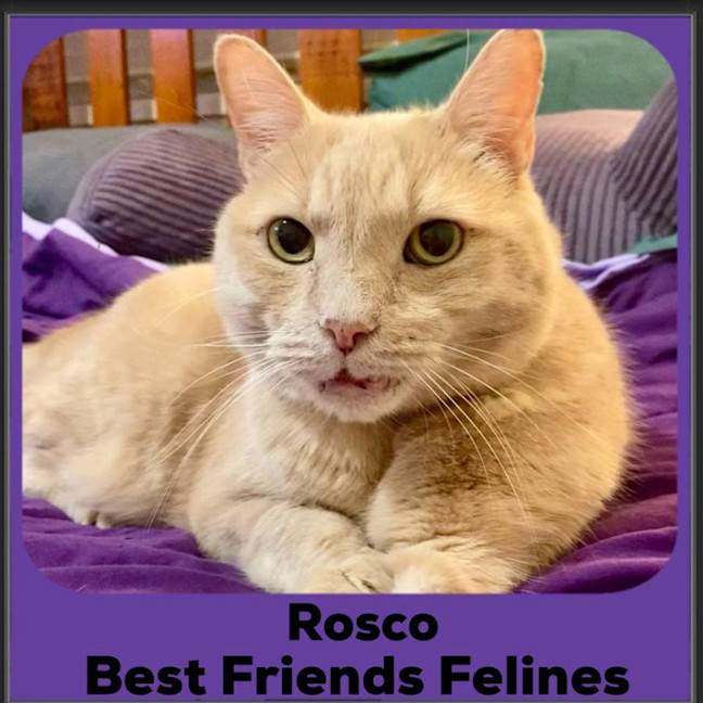 Photo of Rosco 