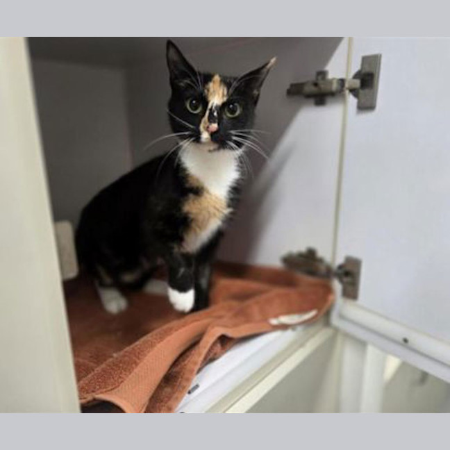 Photo of Luna