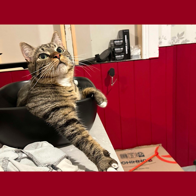 Photo of Coco And Mocha 