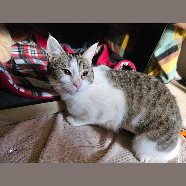 Photo of Nova Meet Me@Petstock Chelsea Store 22/3