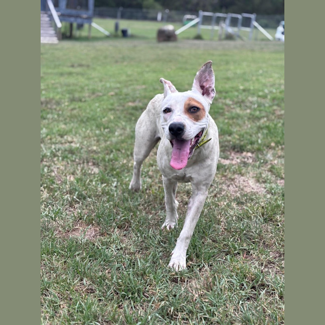 Photo of Pirate
