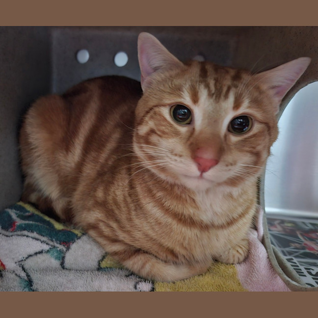 Photo of Diego (Now Mango)