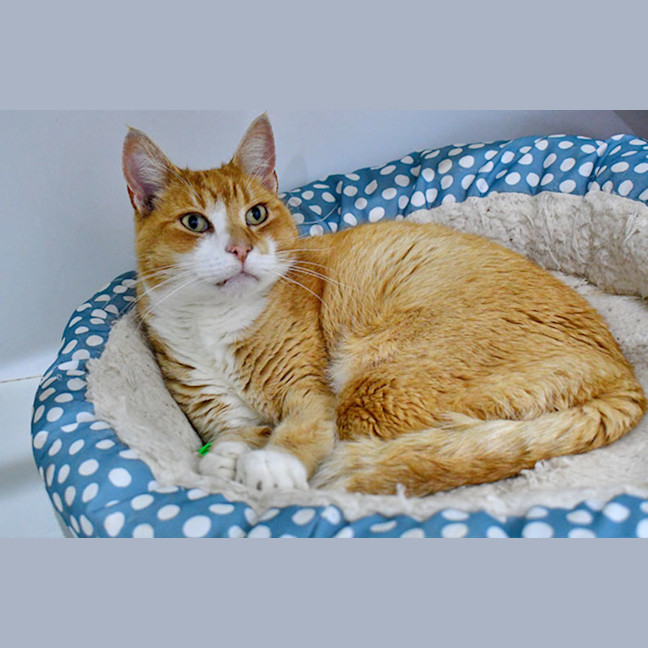 Photo of Dorian Grey