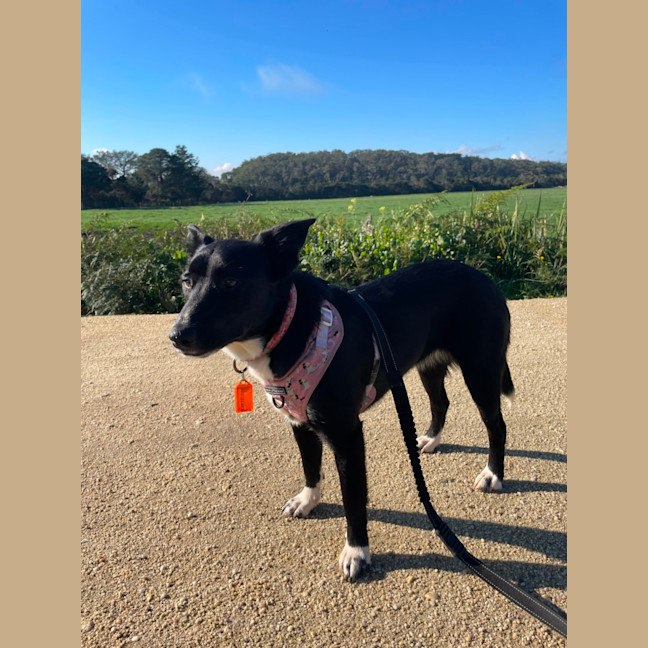 Photo of Cosmo
