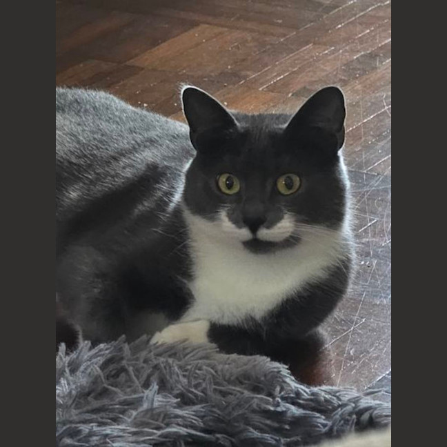 Photo of Cha Cha