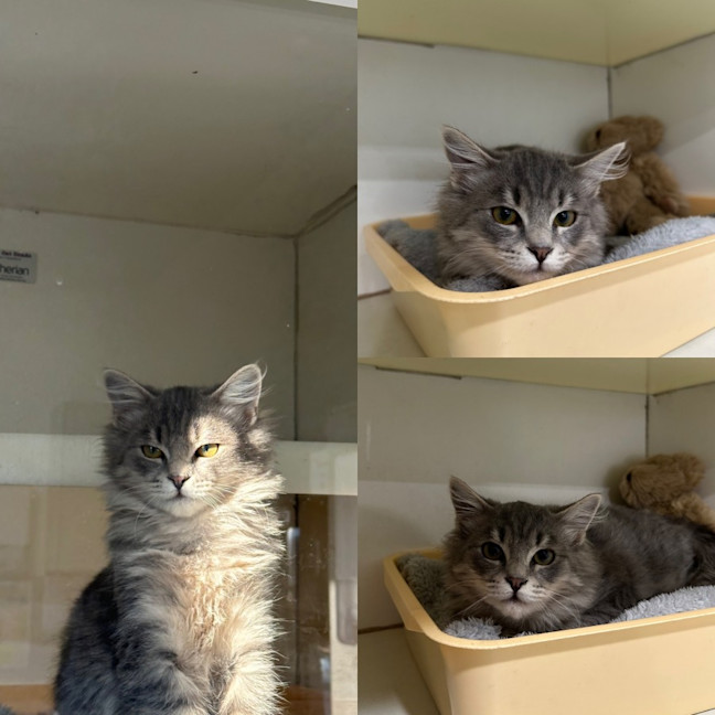 Photo of Rocket