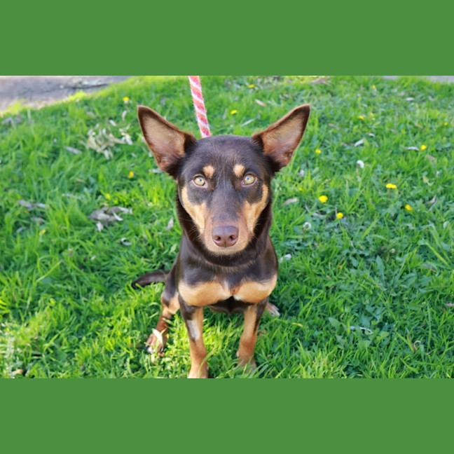 Photo of Ziggy