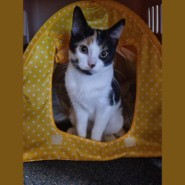 Photo of Callie Bean
