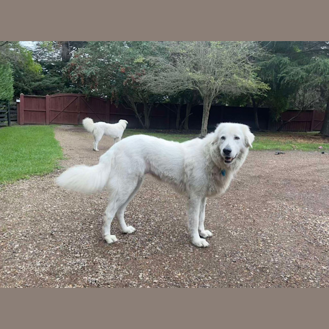 Photo of Nellie