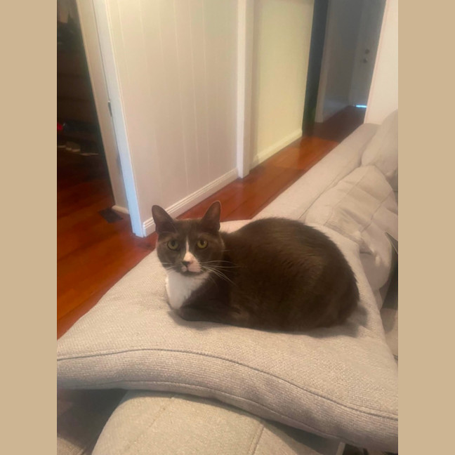 Photo of Muffin