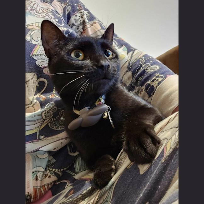 Photo of Perdie