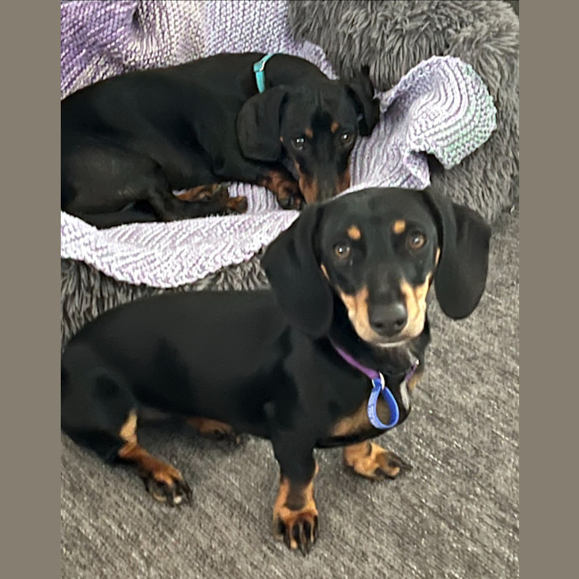 Photo of Tilly & Lulu   2 Year & 8 Month Old Dachshund