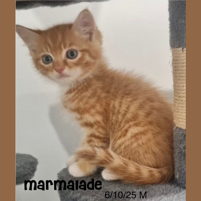 Photo of Marmalade