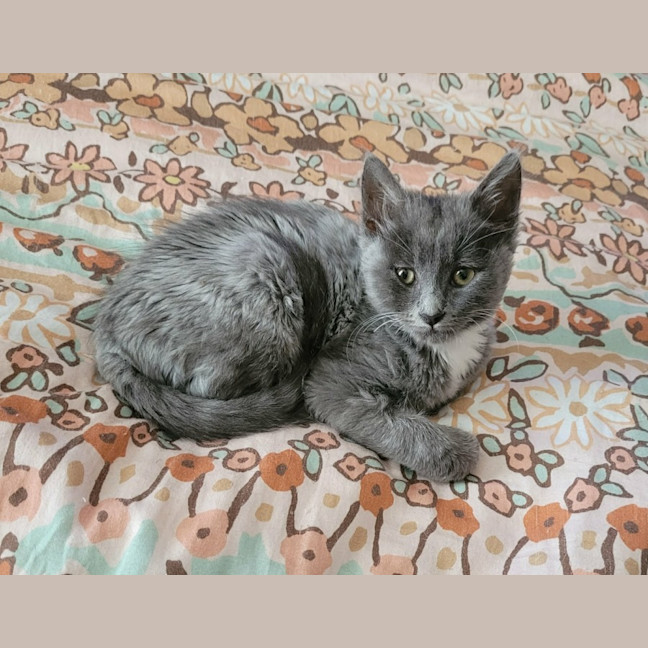 Photo of Violet