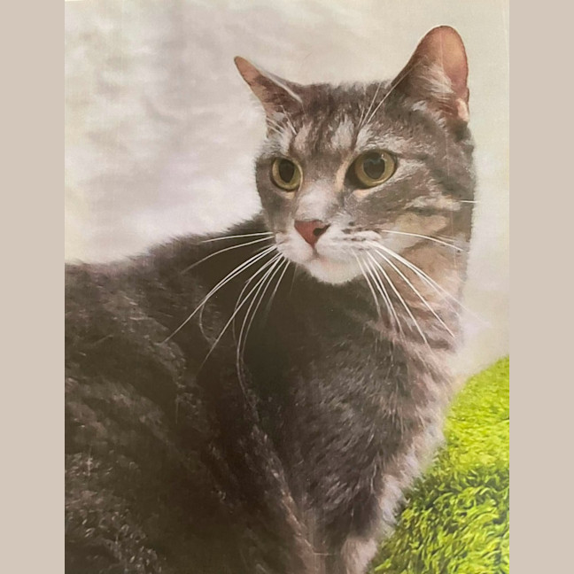 Photo of Maple