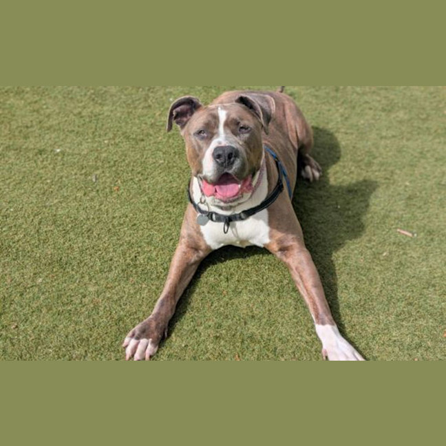 Photo of Ziggy