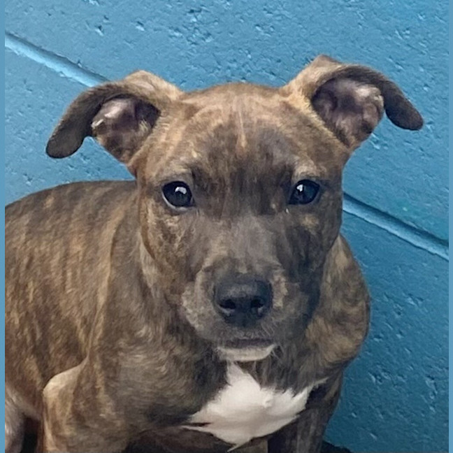 Photo of Coco