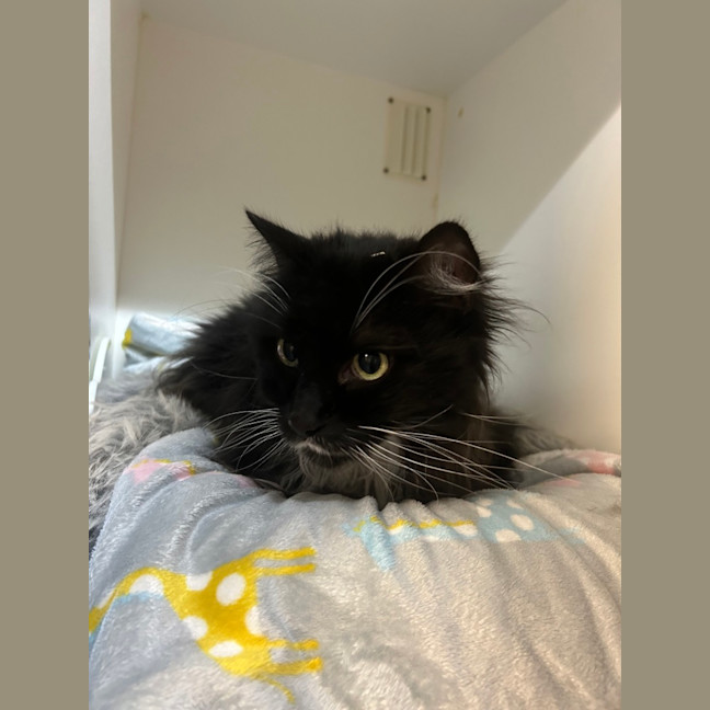 Photo of Mork