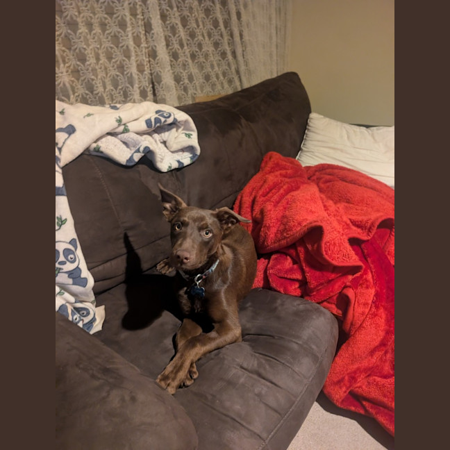 Photo of Boomer