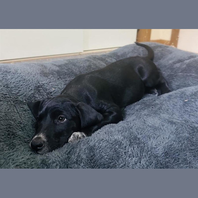 Photo of Lucky