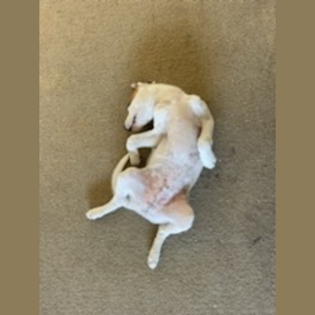 Photo of Tofu   4 Month Old Sharpei X Bull Mastiff