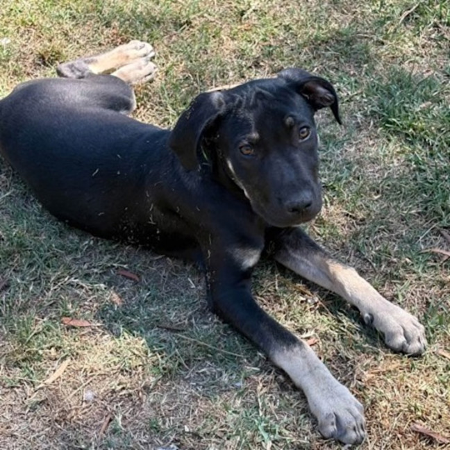 Photo of Apollo