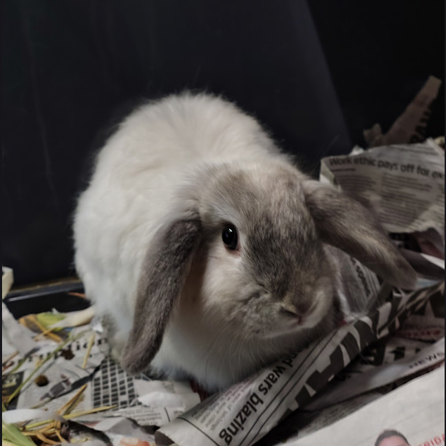 Photo of Poppy (Bonded To Nutmeg)