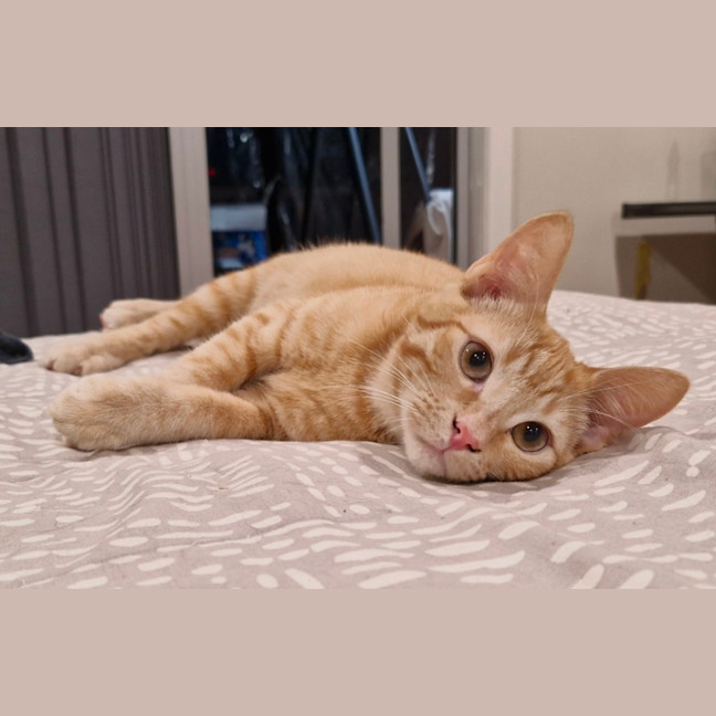 Photo of Taco (& Nacho)