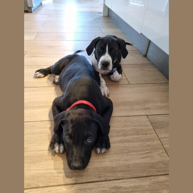 Photo of Loki   8 Week Old Staffy X (On Trial)