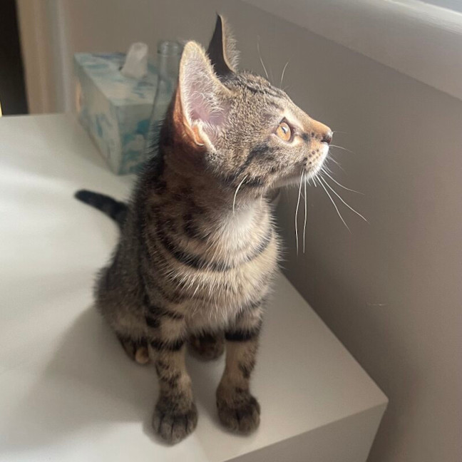 Photo of Cleo