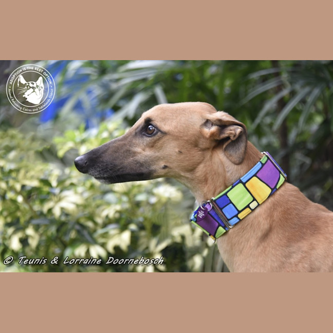 Photo of Mickey (Racing Name Mcnulty)