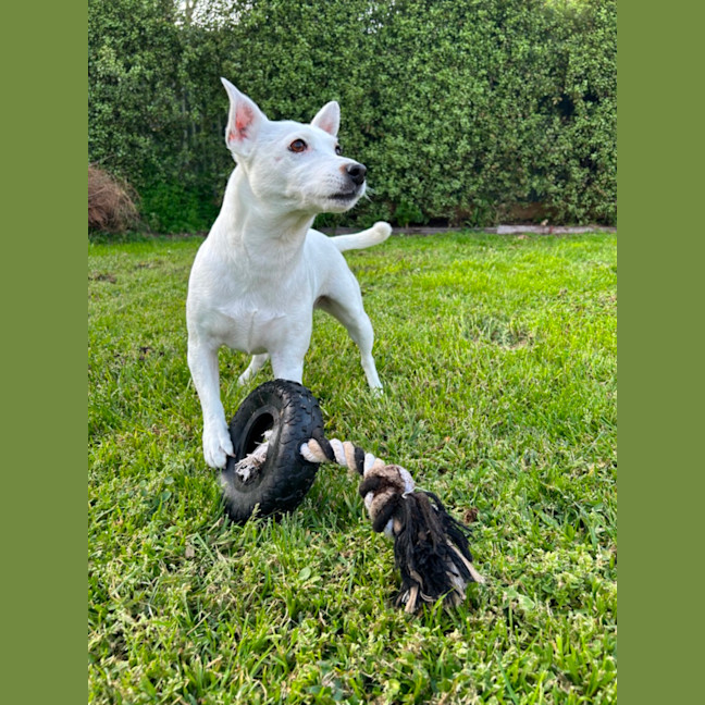 Photo of Koda