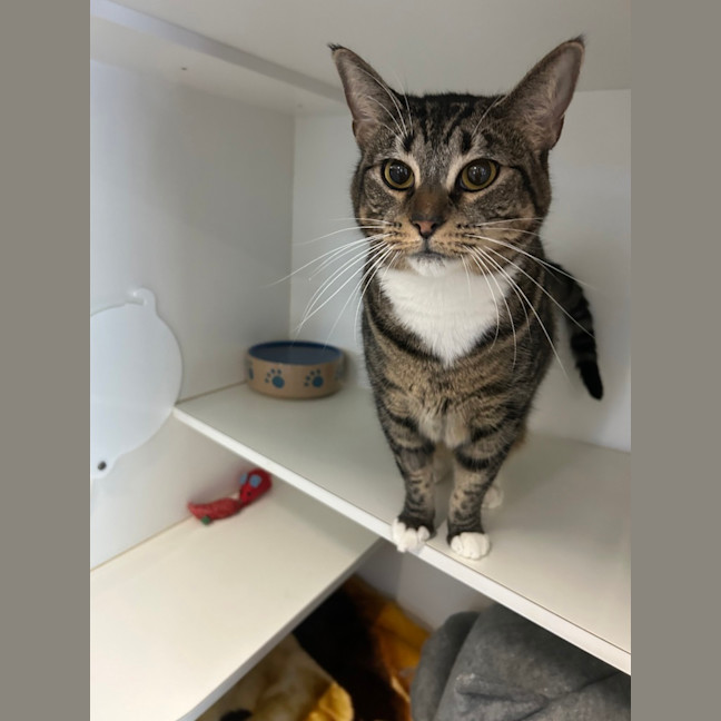 Photo of Tabby