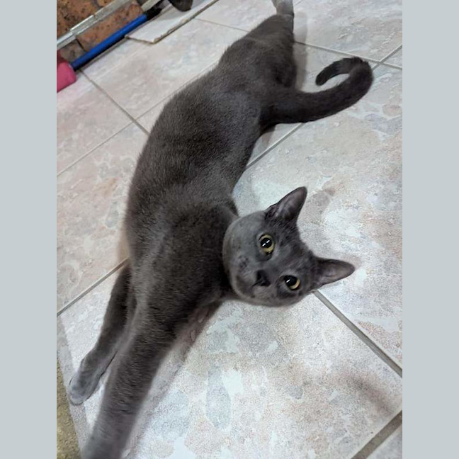 Photo of Smokey