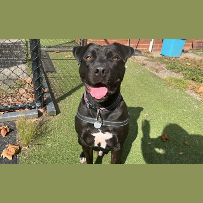 Photo of Jet
