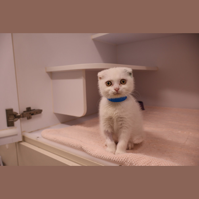 Photo of Dexter