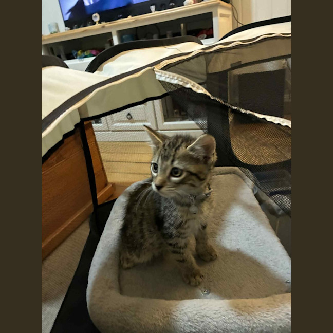 Photo of Milo 