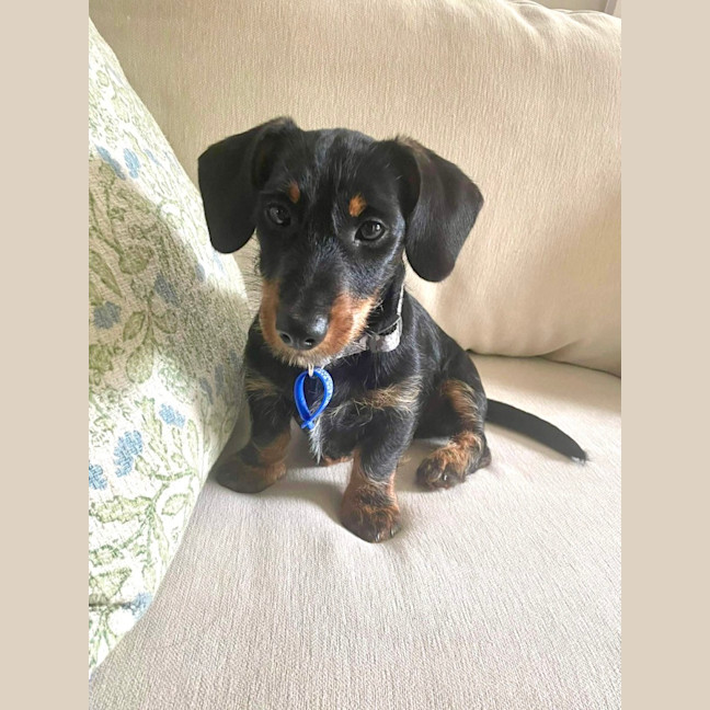 Photo of Archie   4 Month Old Dachshund X