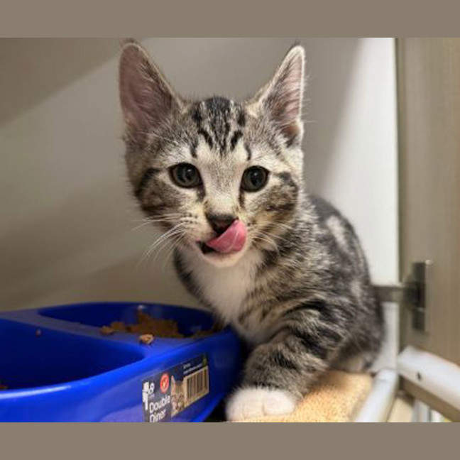 Photo of Puss Puss
