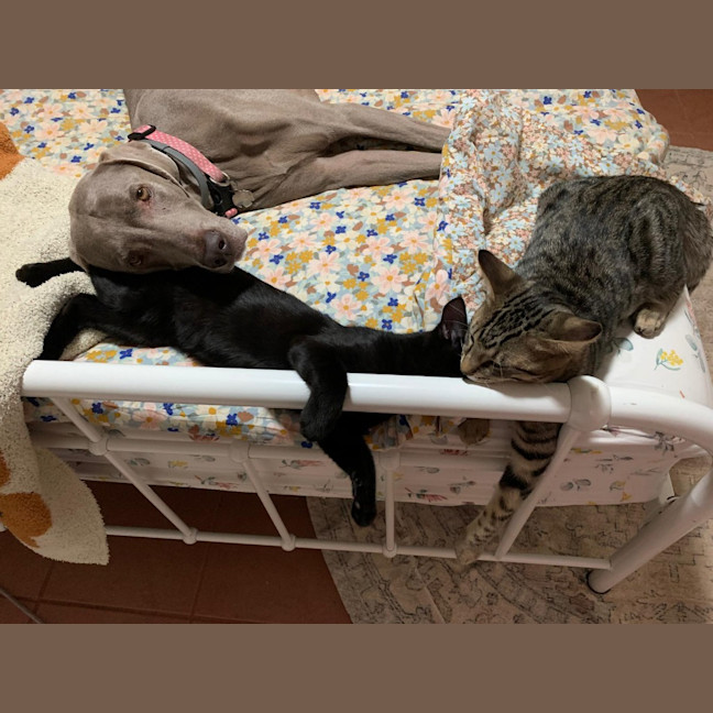 Photo of Blackie
