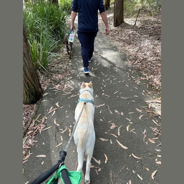 Photo of Azlan   5 Month Old Border Collie X Shepherd