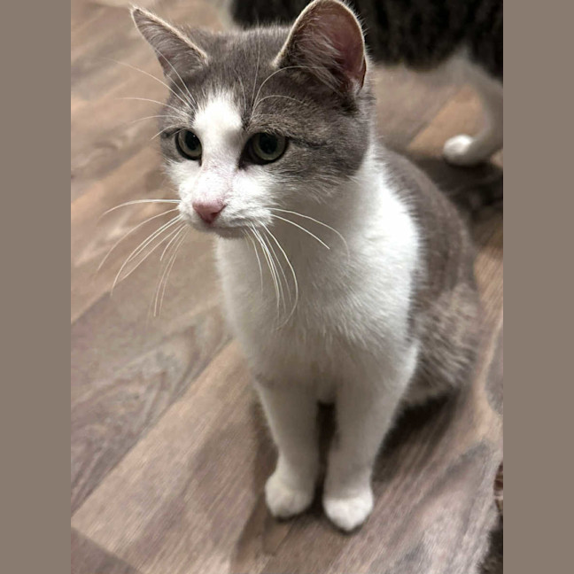 Photo of Indi* 9 Lives Project Rescue*